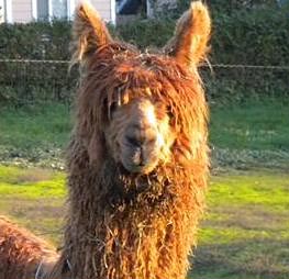 ABS Tempest, an Alpaca Stud