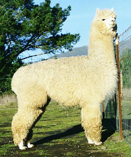 Peter The Great Alpaca Stud