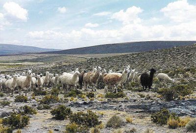 Guanacos Grazing