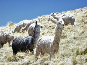 Alpaca Group - Mix of Suri & Huacaya