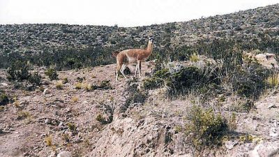 Guanaco Sentry