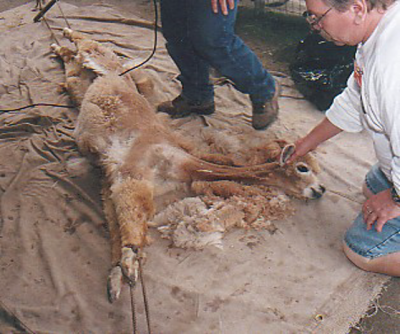 alpaca shearing day